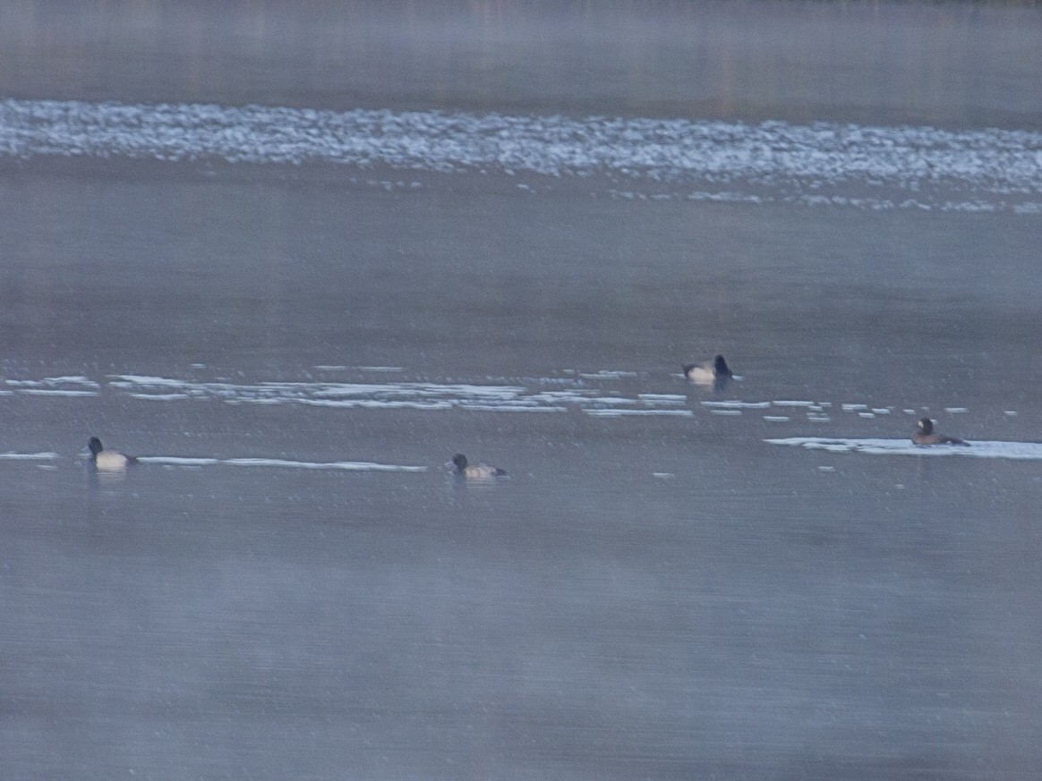 Greater Scaup - ML75876081