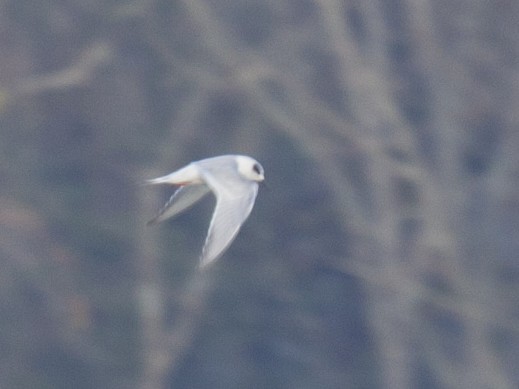 Forster's Tern - ML75876121
