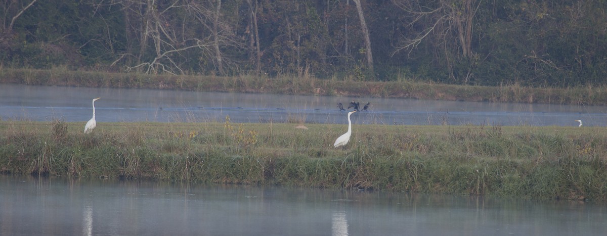 Great Egret - ML75876161