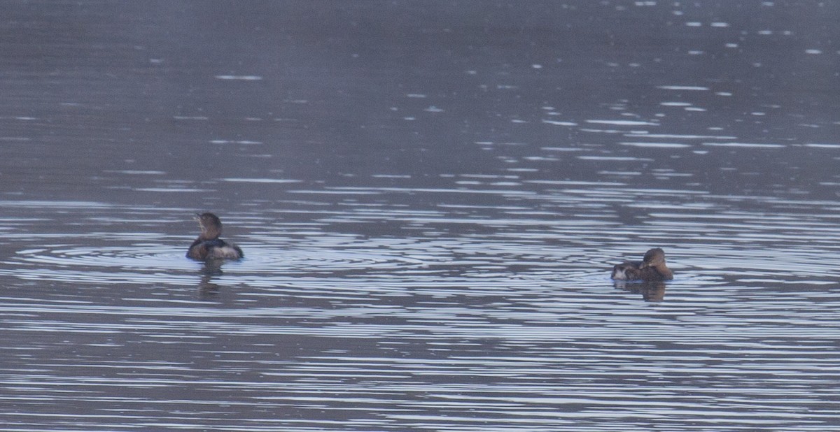 Pied-billed Grebe - ML75876191