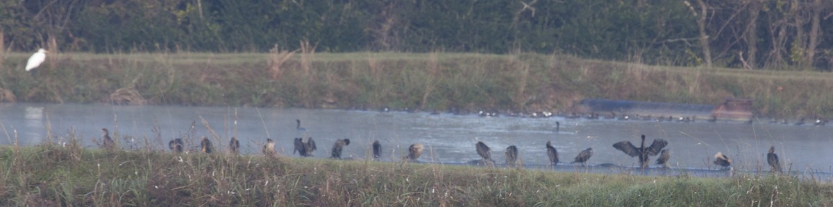 Double-crested Cormorant - ML75876201