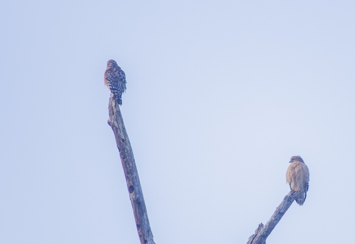 Red-shouldered Hawk - ML75876241