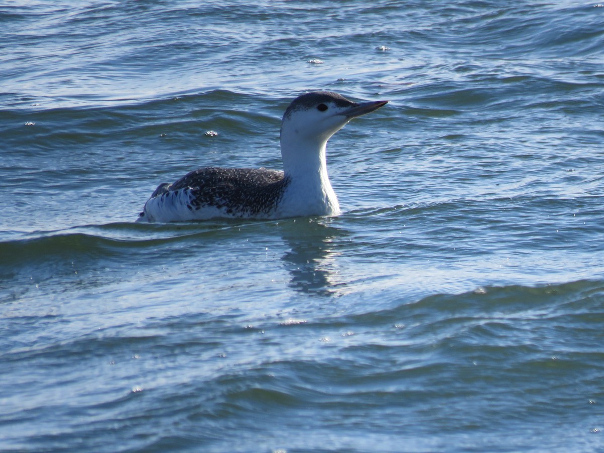 Red-throated Loon - ML75877201
