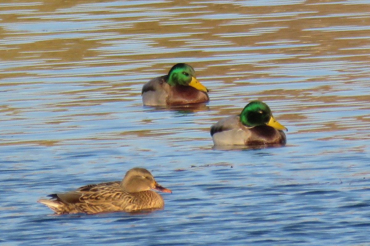 Mallard - ML75877361
