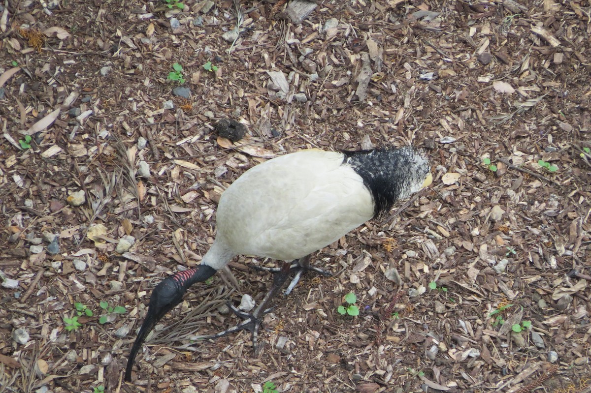 Australian Ibis - ML75877411