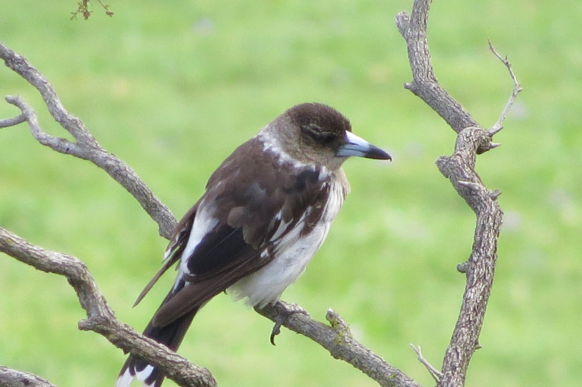 Pied Butcherbird - ML75877731