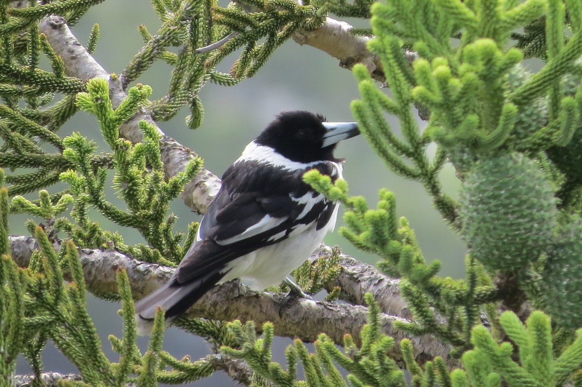 Pied Butcherbird - ML75877741