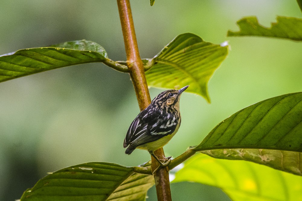 Pygmy Antwren - David Bishop