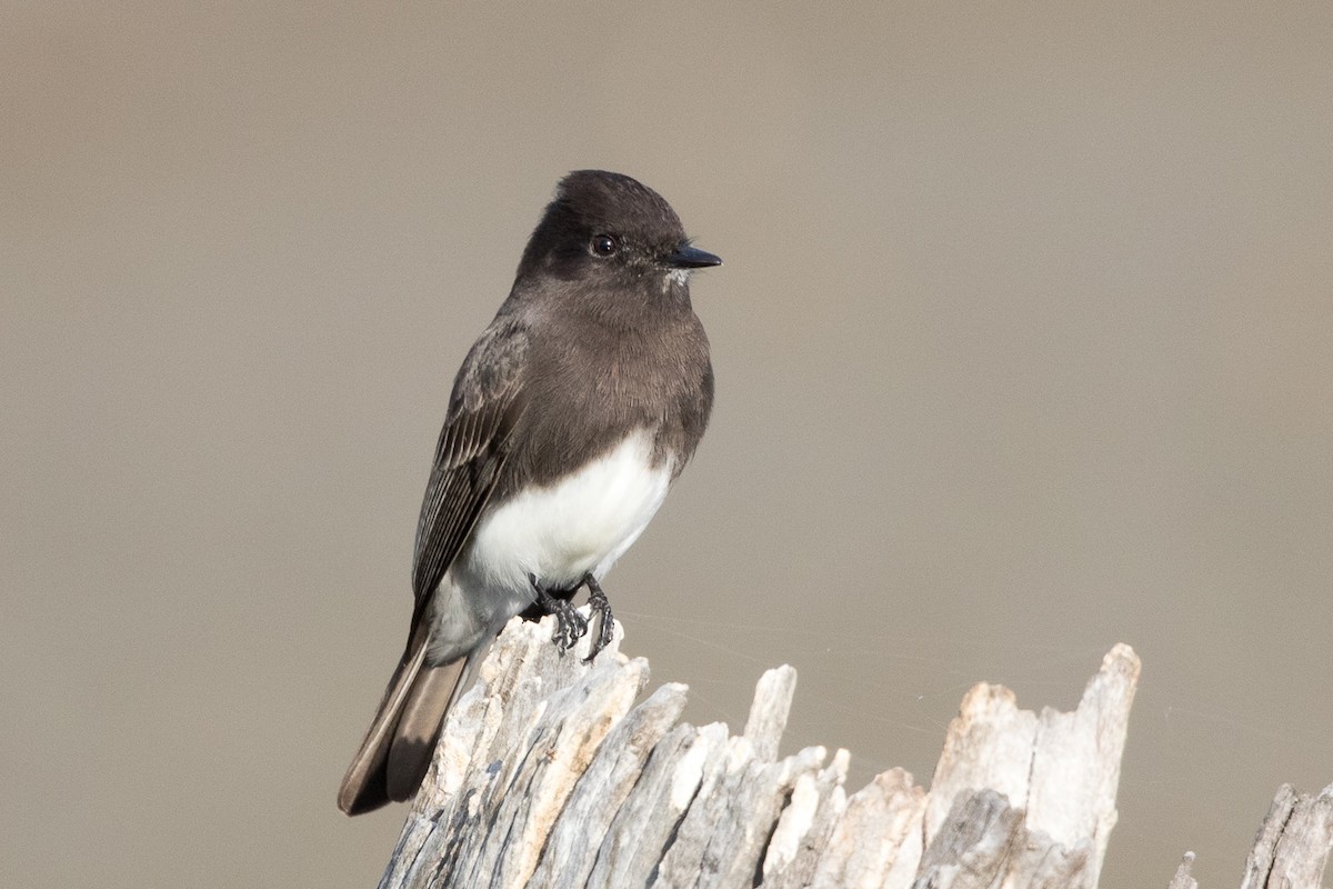 Black Phoebe - ML75879041