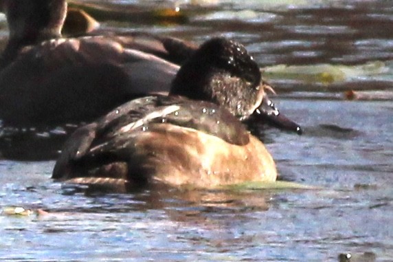Ring-necked Duck - ML75879301