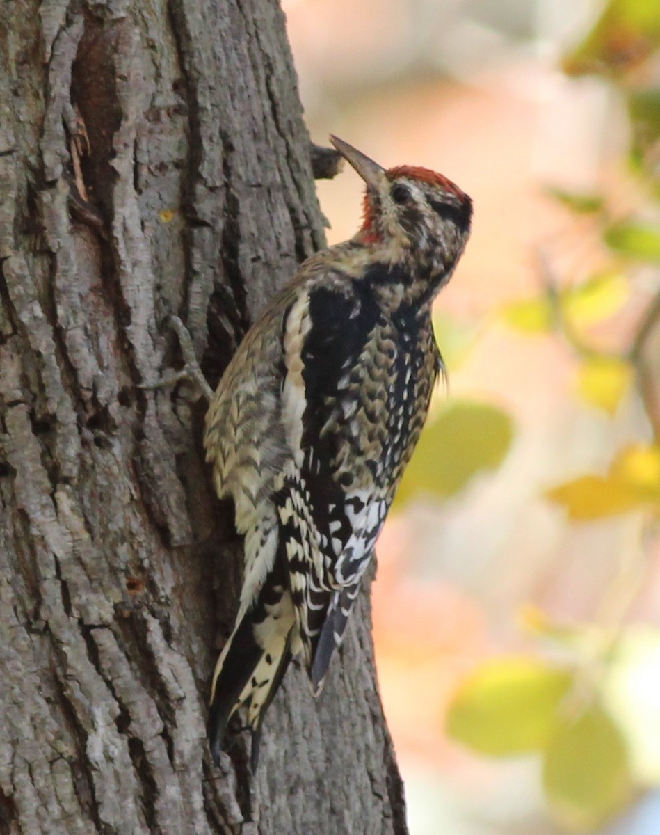 Yellow-bellied Sapsucker - ML75879641