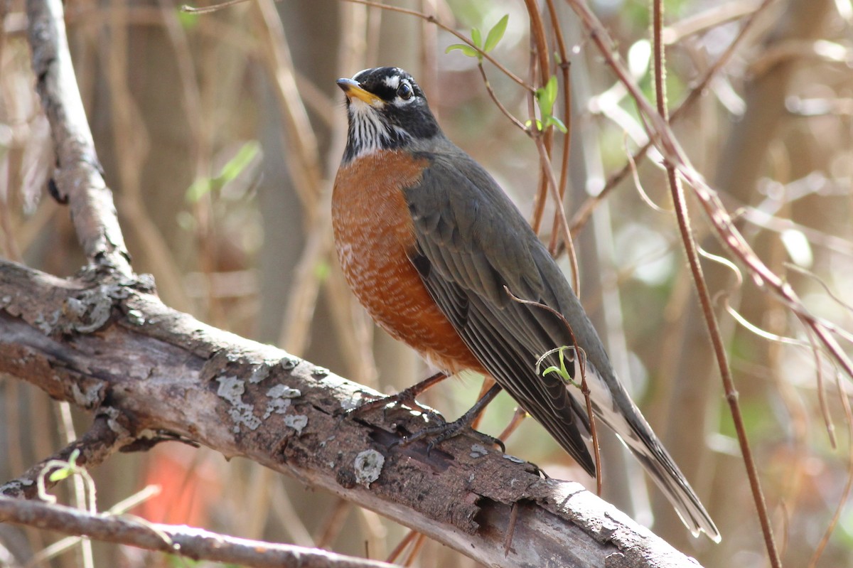 American Robin - Sequoia Wrens