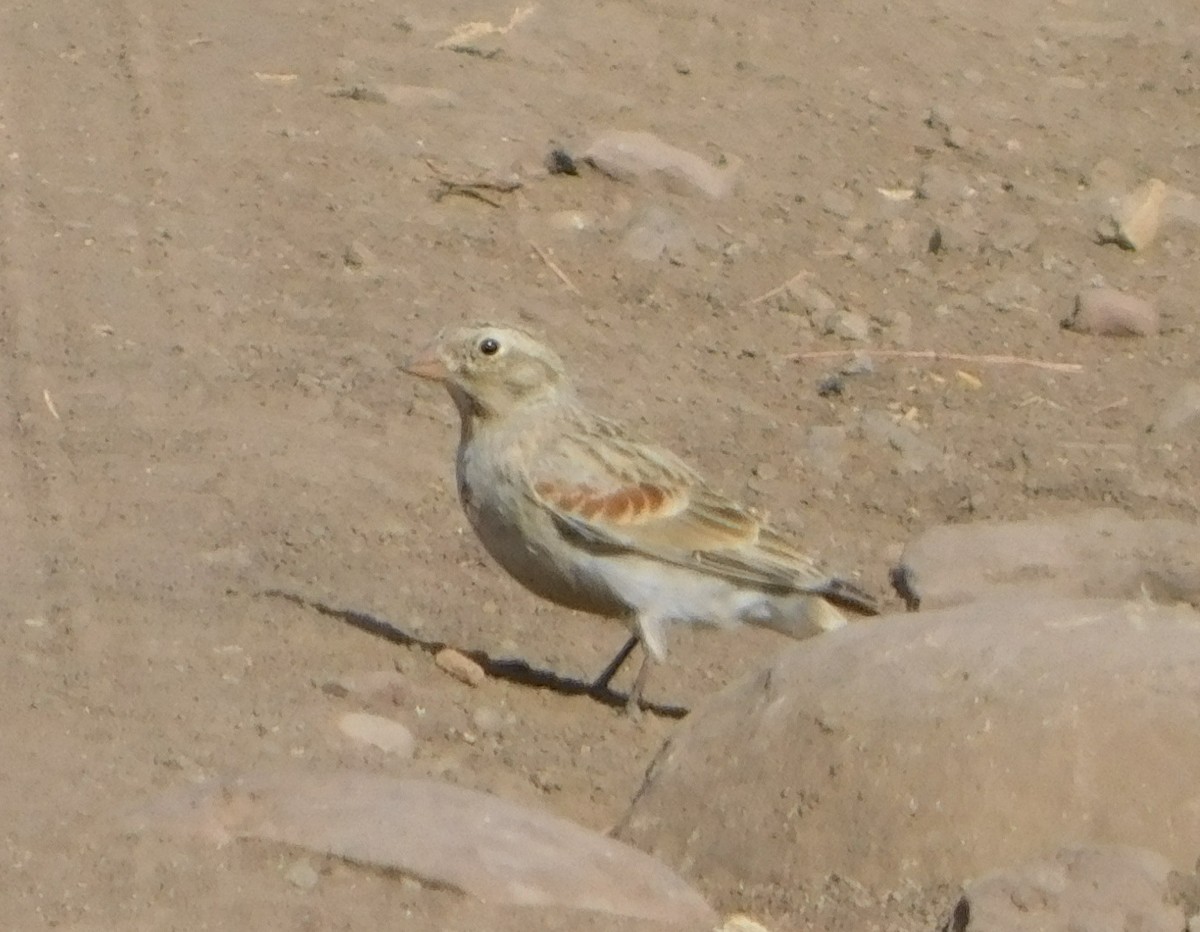 Thick-billed Longspur - ML75881041