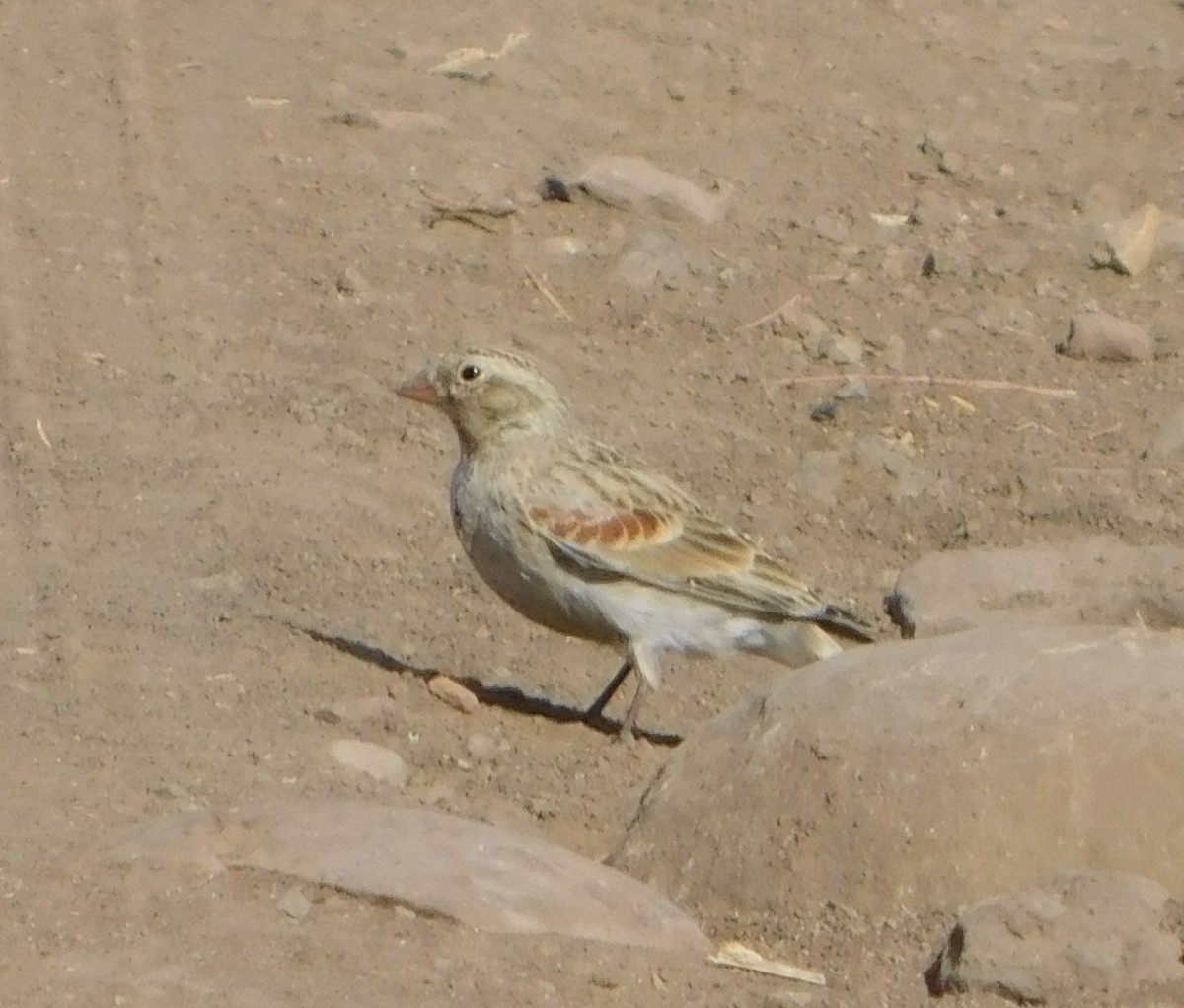 Thick-billed Longspur - ML75881061