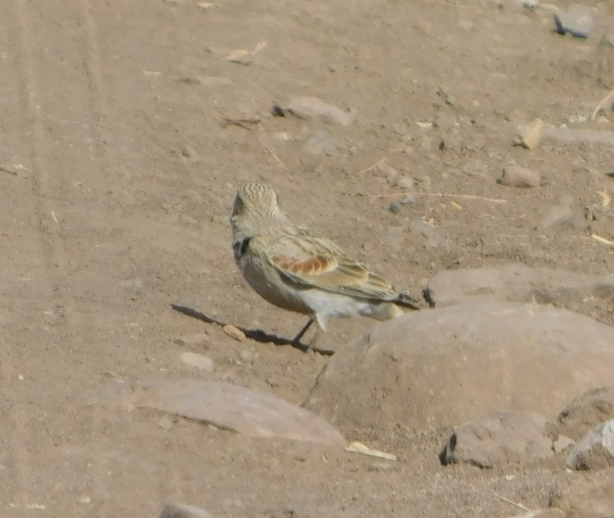 Thick-billed Longspur - ML75881101