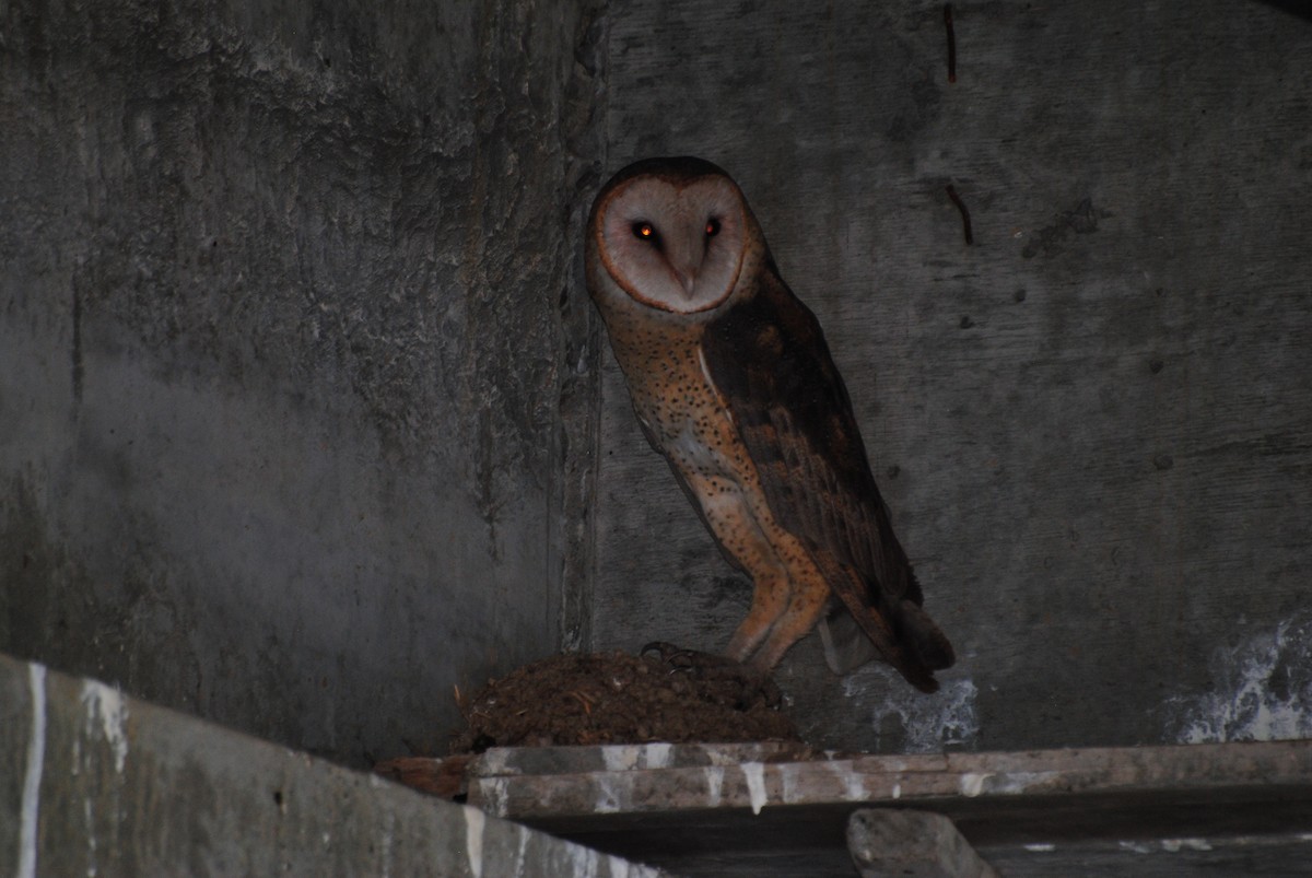 Barn Owl - Aves-del-Taragüí/ SabinaDeLucca