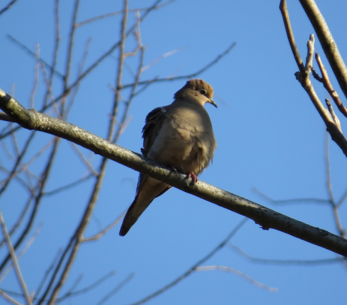 Mourning Dove - ML75882861