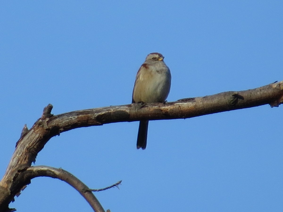 American Tree Sparrow - ML75882951