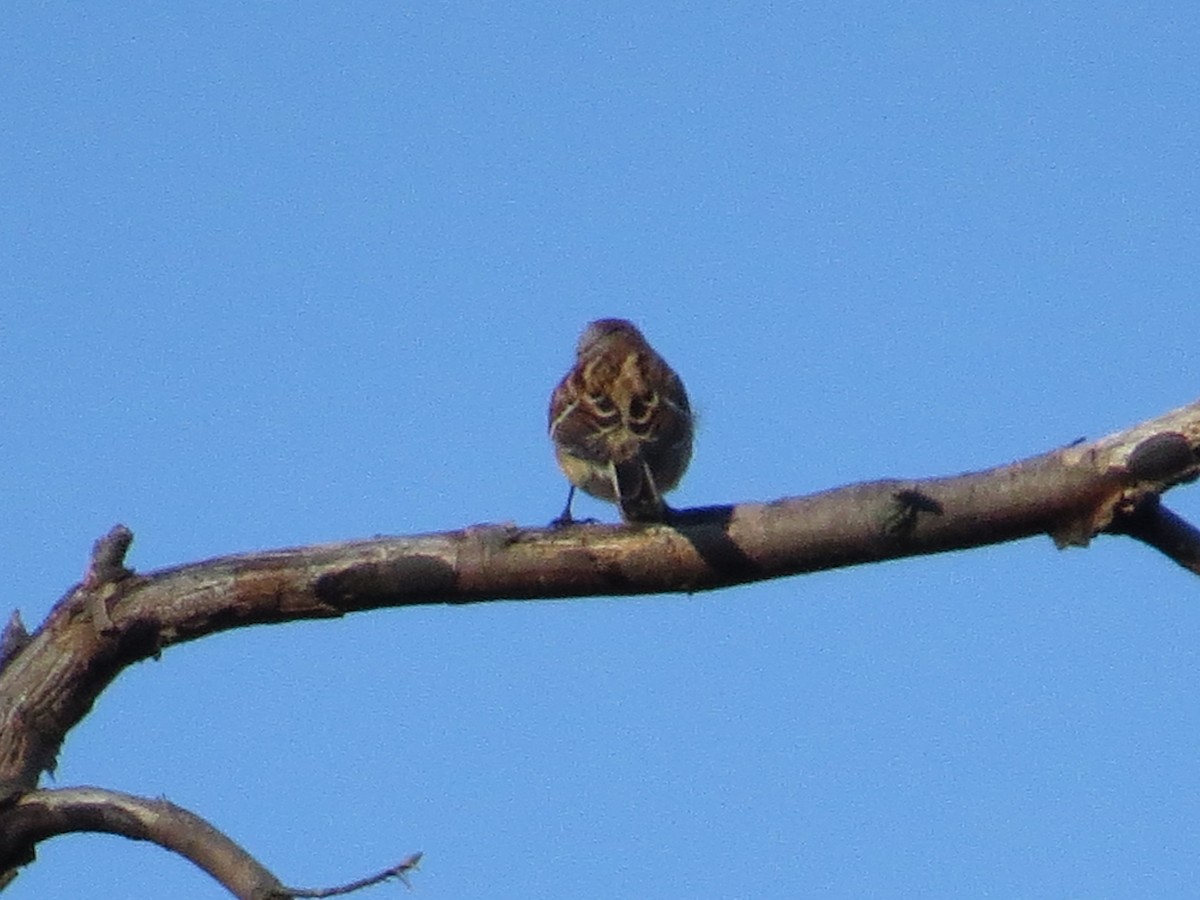 American Tree Sparrow - ML75882981