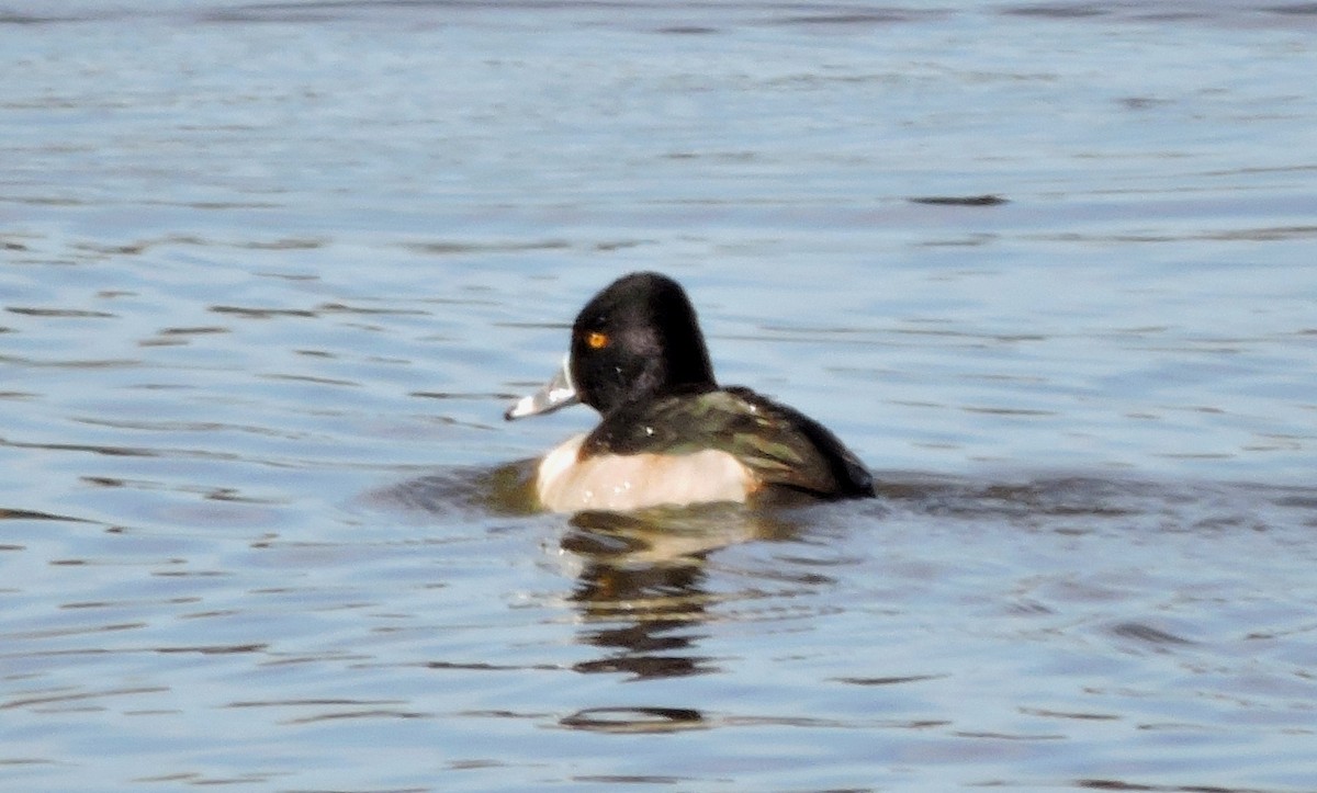 Ring-necked Duck - ML75883181