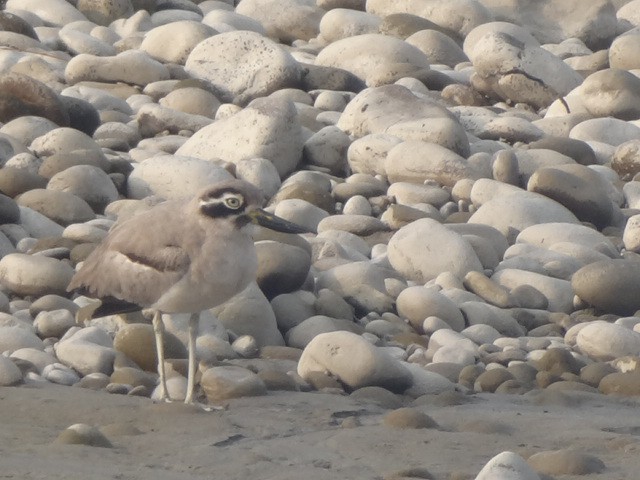 Great Thick-knee - ML75884651