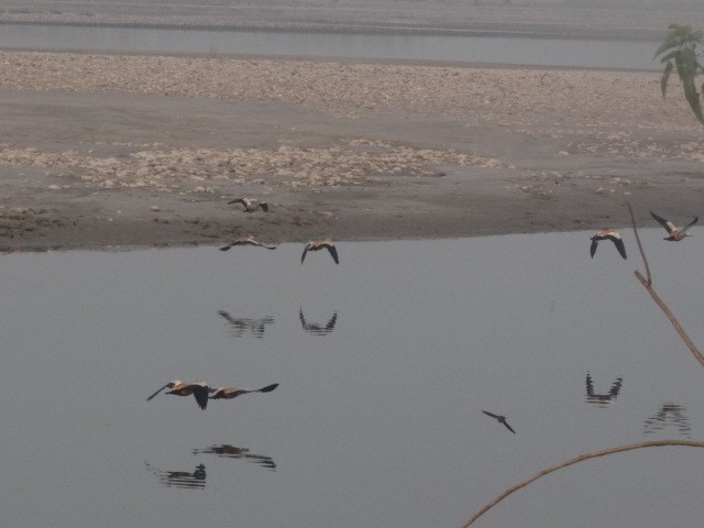 Ruddy Shelduck - ML75884821