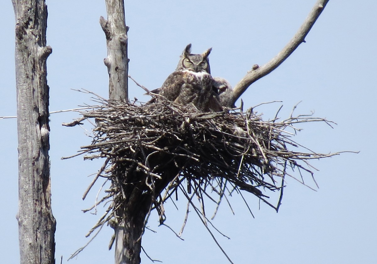 Great Horned Owl - ML75885071