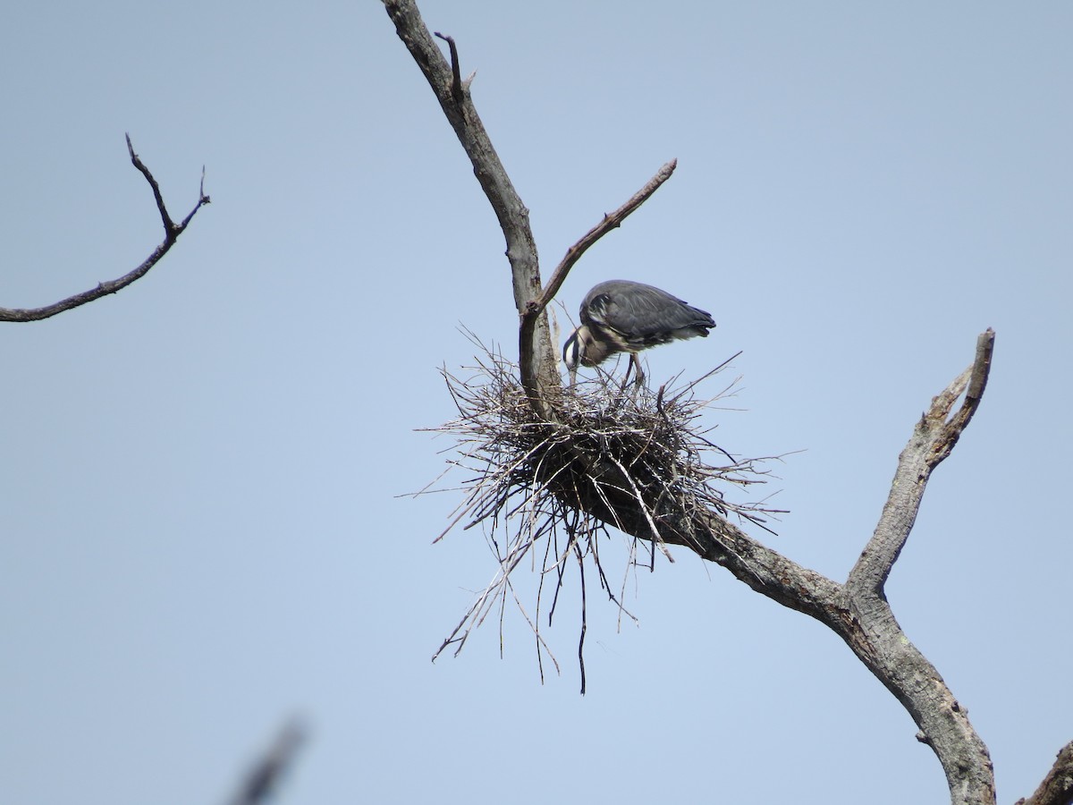 Great Blue Heron - ML75885321