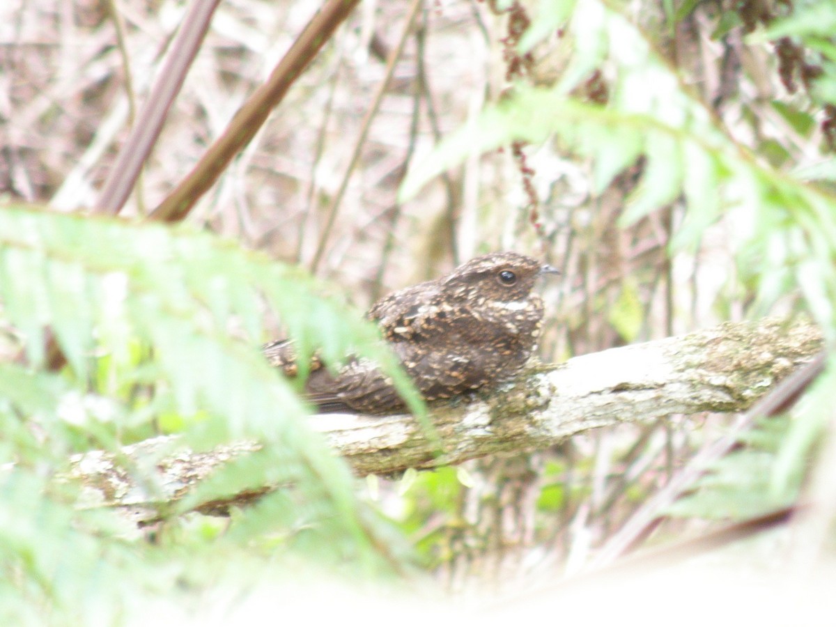 Blackish Nightjar - ML75885371