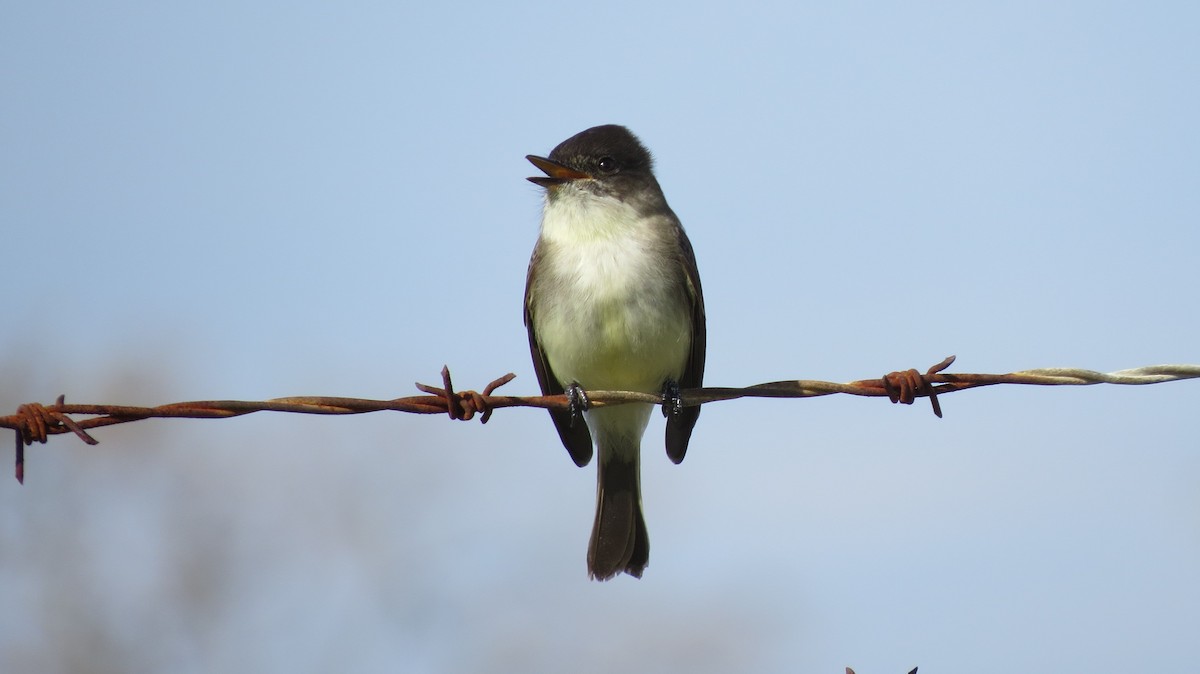 Eastern Phoebe - Brian Johnston