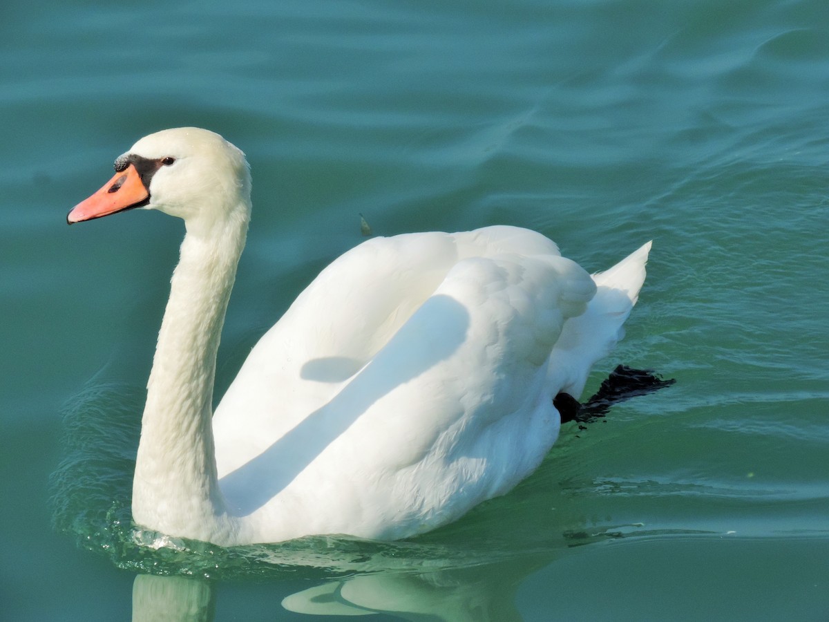 Mute Swan - ML75887201