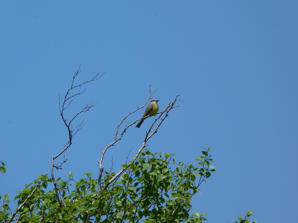 Tropical/Couch's Kingbird - ML75887651