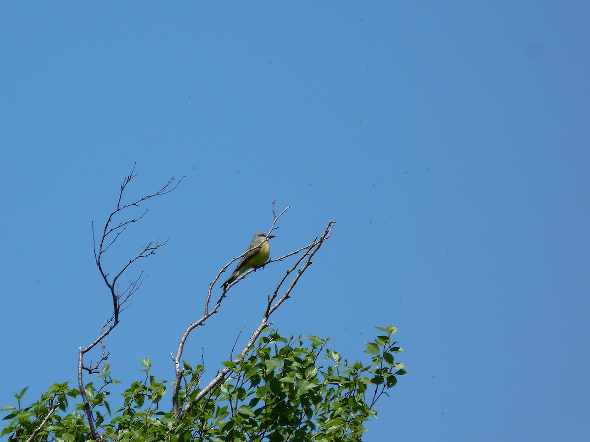 Tropical/Couch's Kingbird - ML75887661