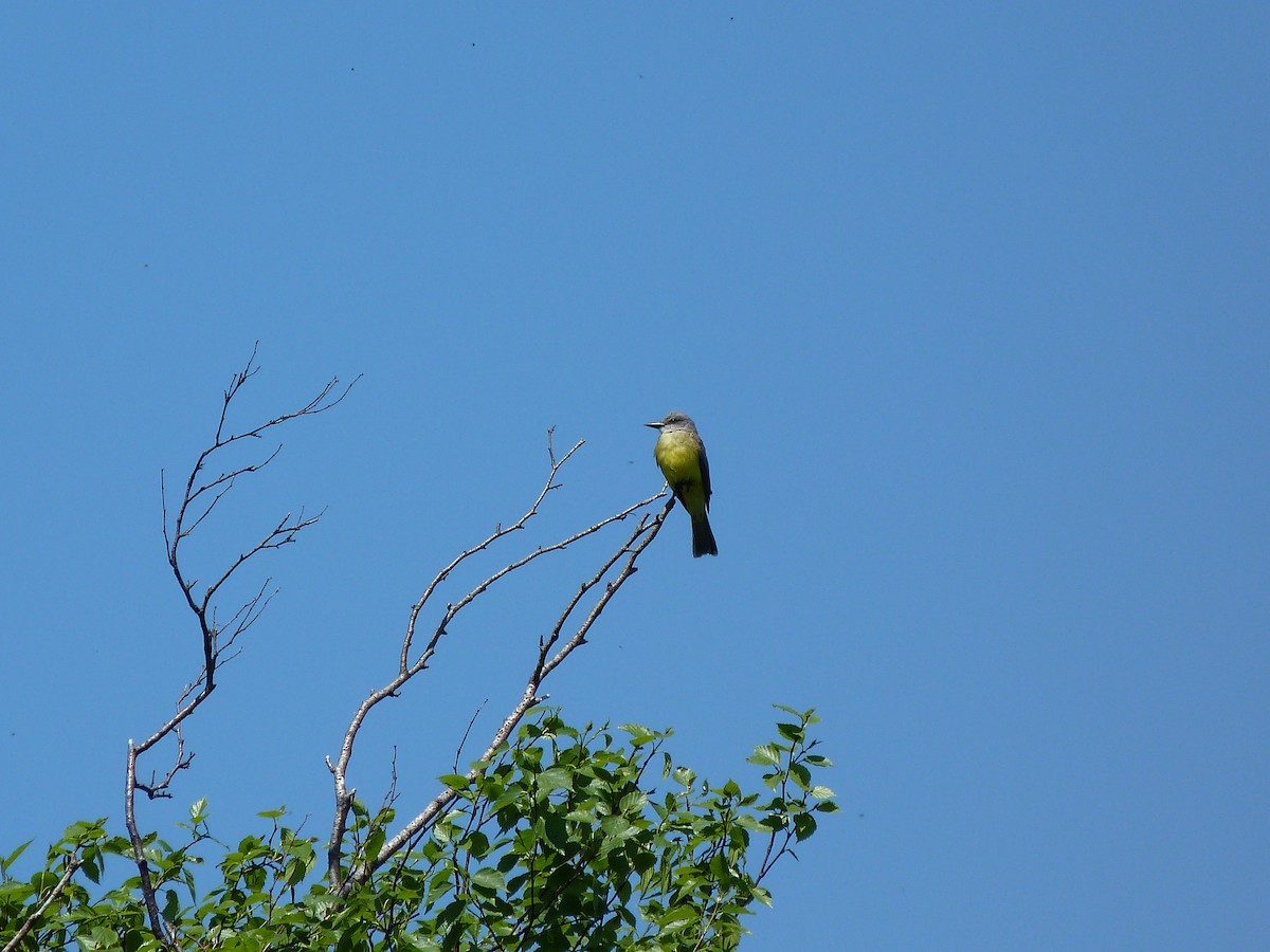 Tropical/Couch's Kingbird - ML75887671