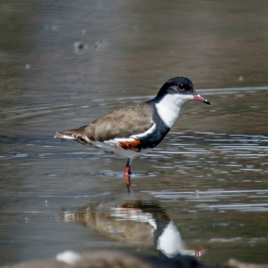 Red-kneed Dotterel - ML75888261