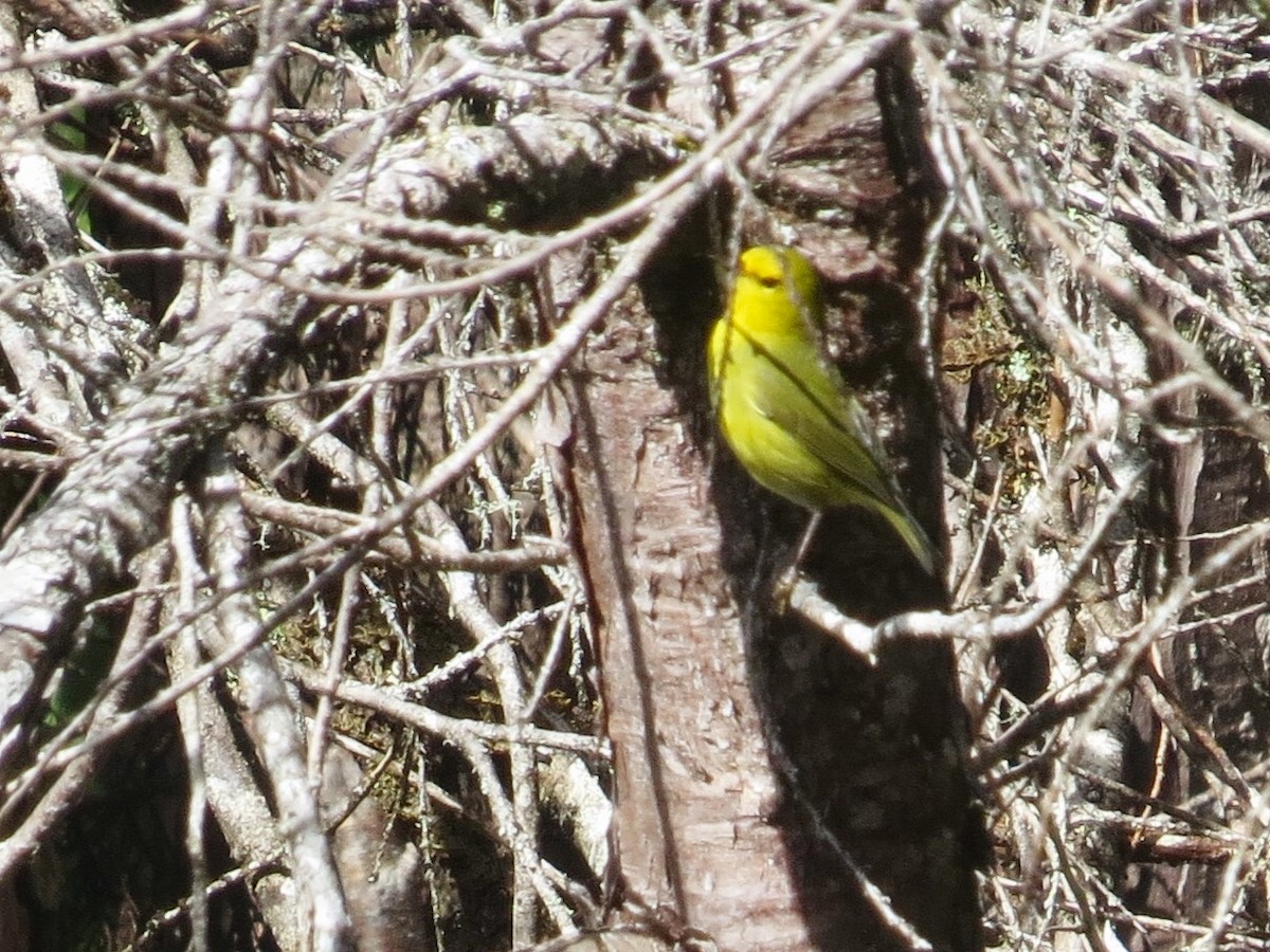 Hawaii-Amakihikleidervogel (wilsoni) - ML75888851