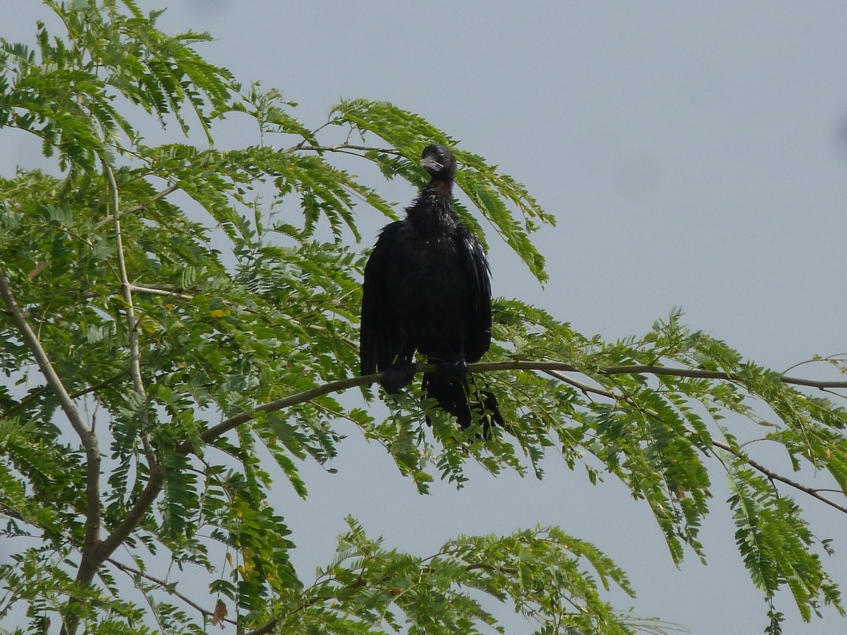 Little Cormorant - Doug Kibbe