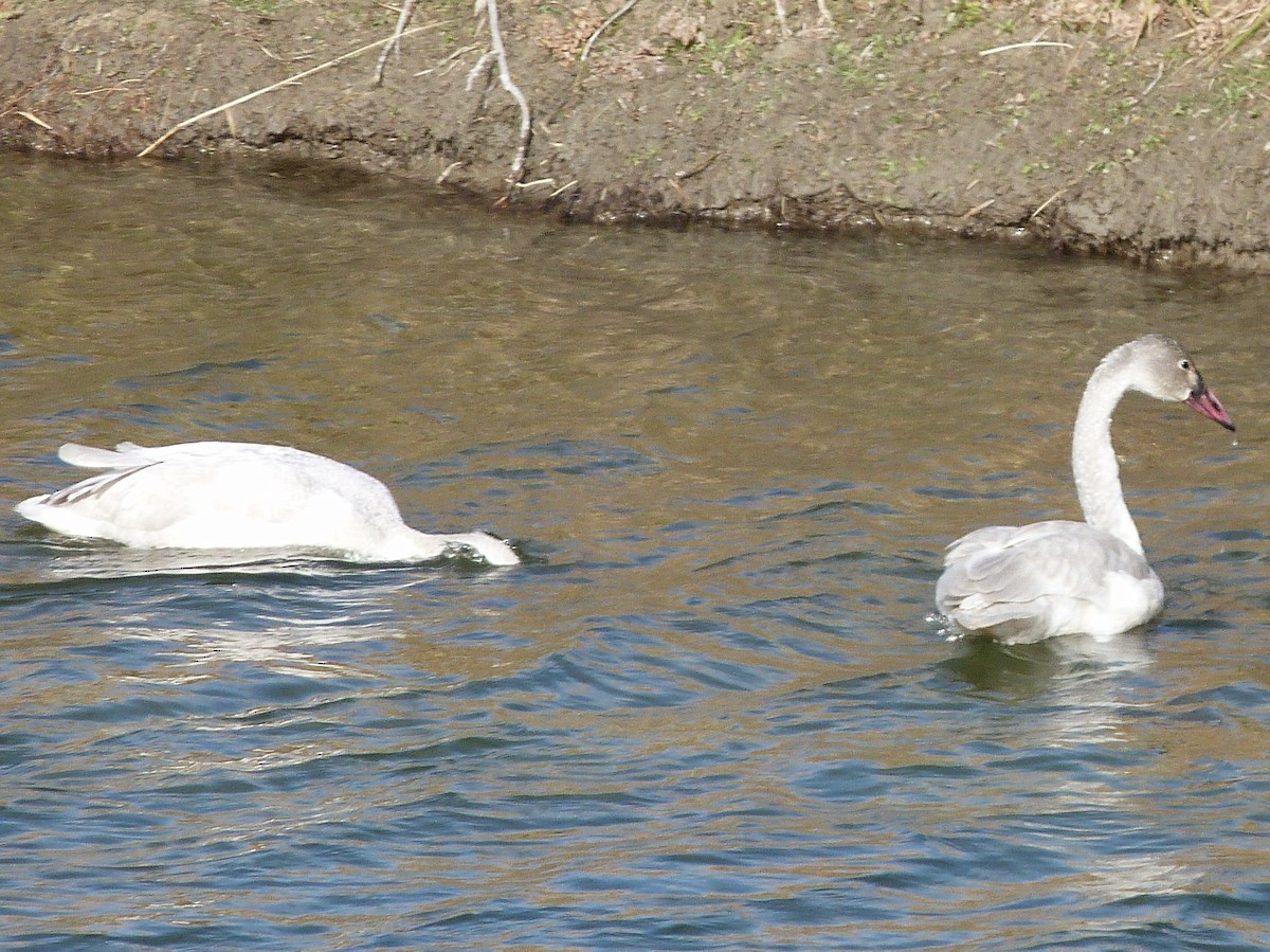 Trumpeter Swan - Kenneth Stinchcomb