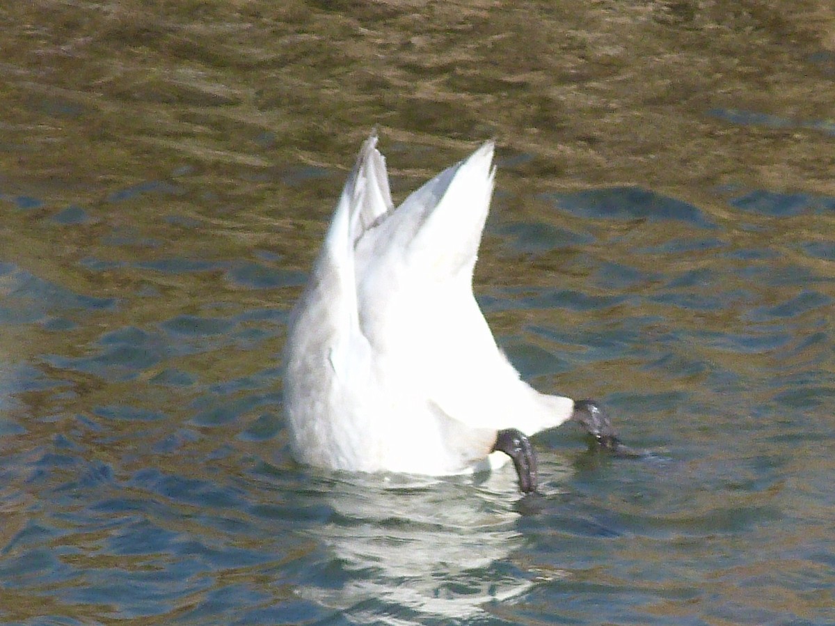 Trumpeter Swan - Kenneth Stinchcomb