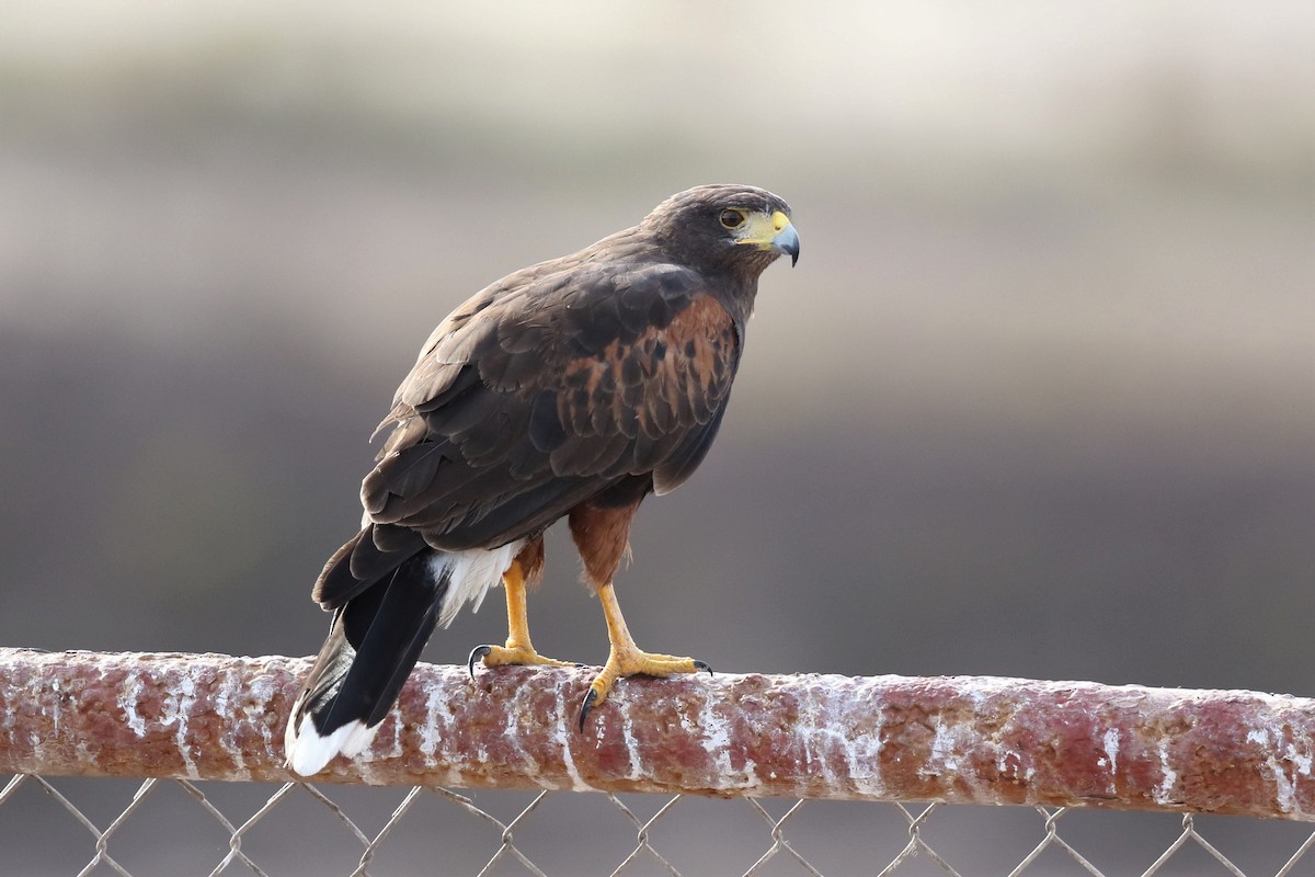 Harris's Hawk - ML75894991
