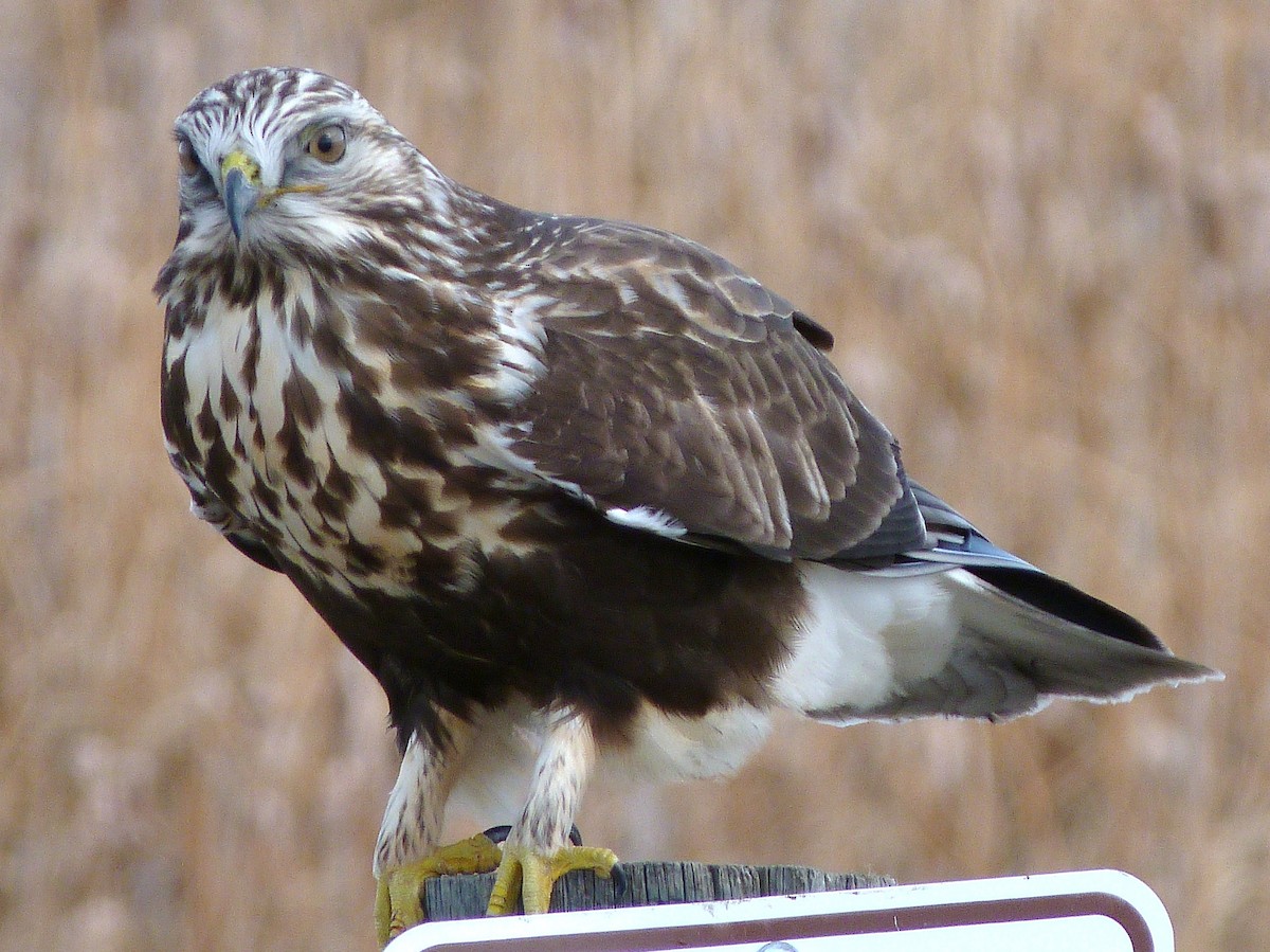 Rough-legged Hawk - ML75895311