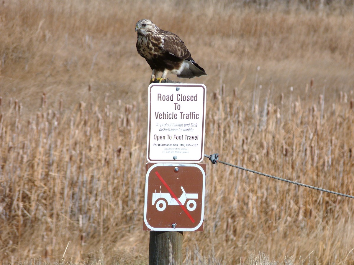 Rough-legged Hawk - Kenneth Stinchcomb