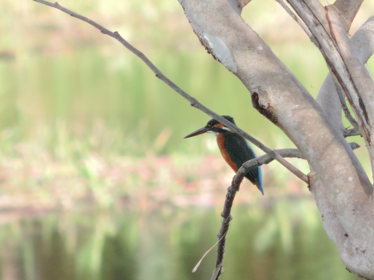 Common Kingfisher - ML75895391