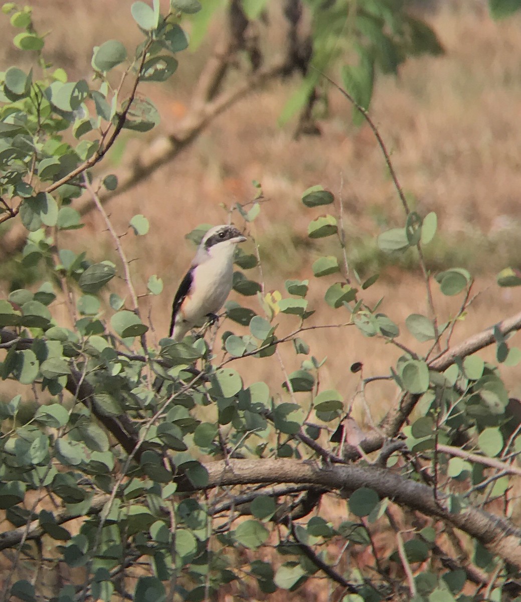 Bay-backed Shrike - ML75895891