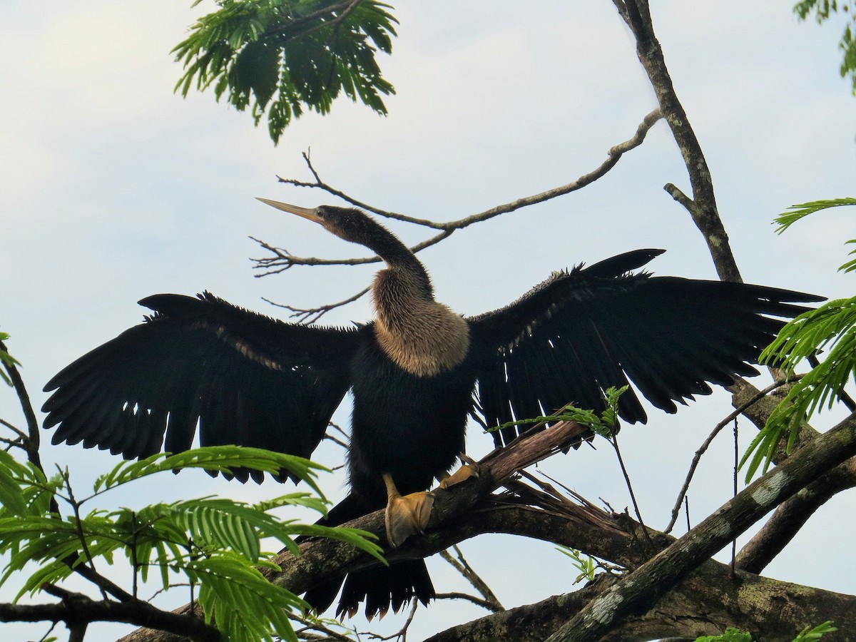 Anhinga - Bob Greenleaf