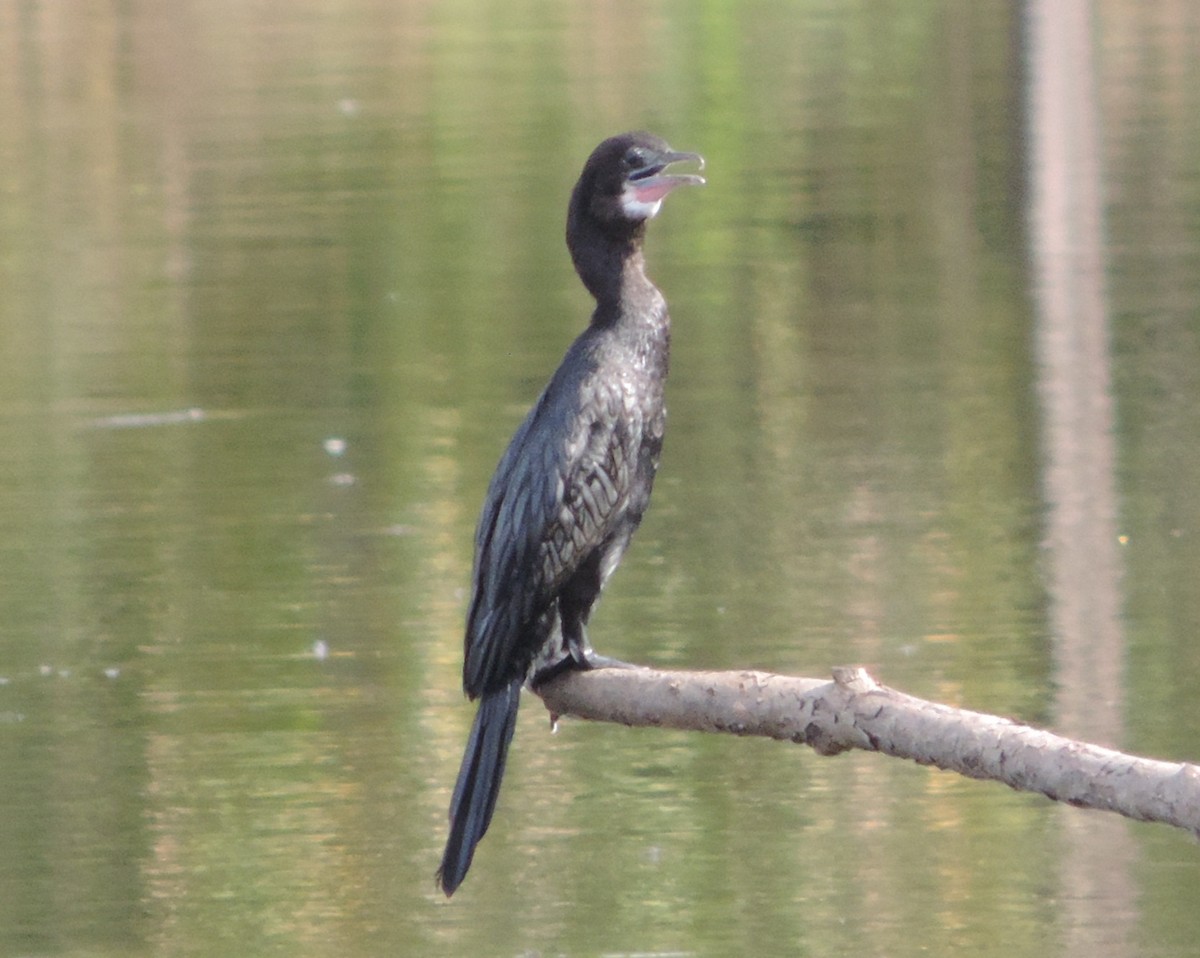 Little Cormorant - ML75897311