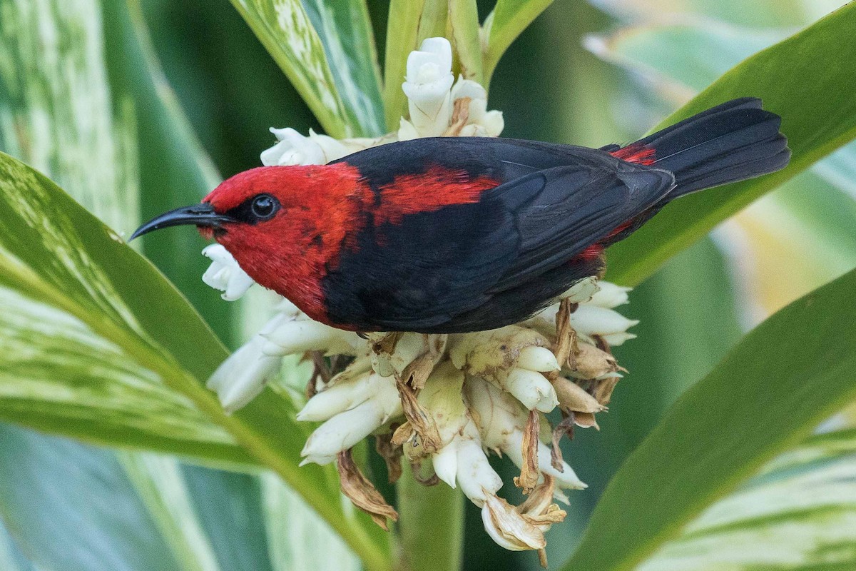 Samoan Myzomela - Eric VanderWerf
