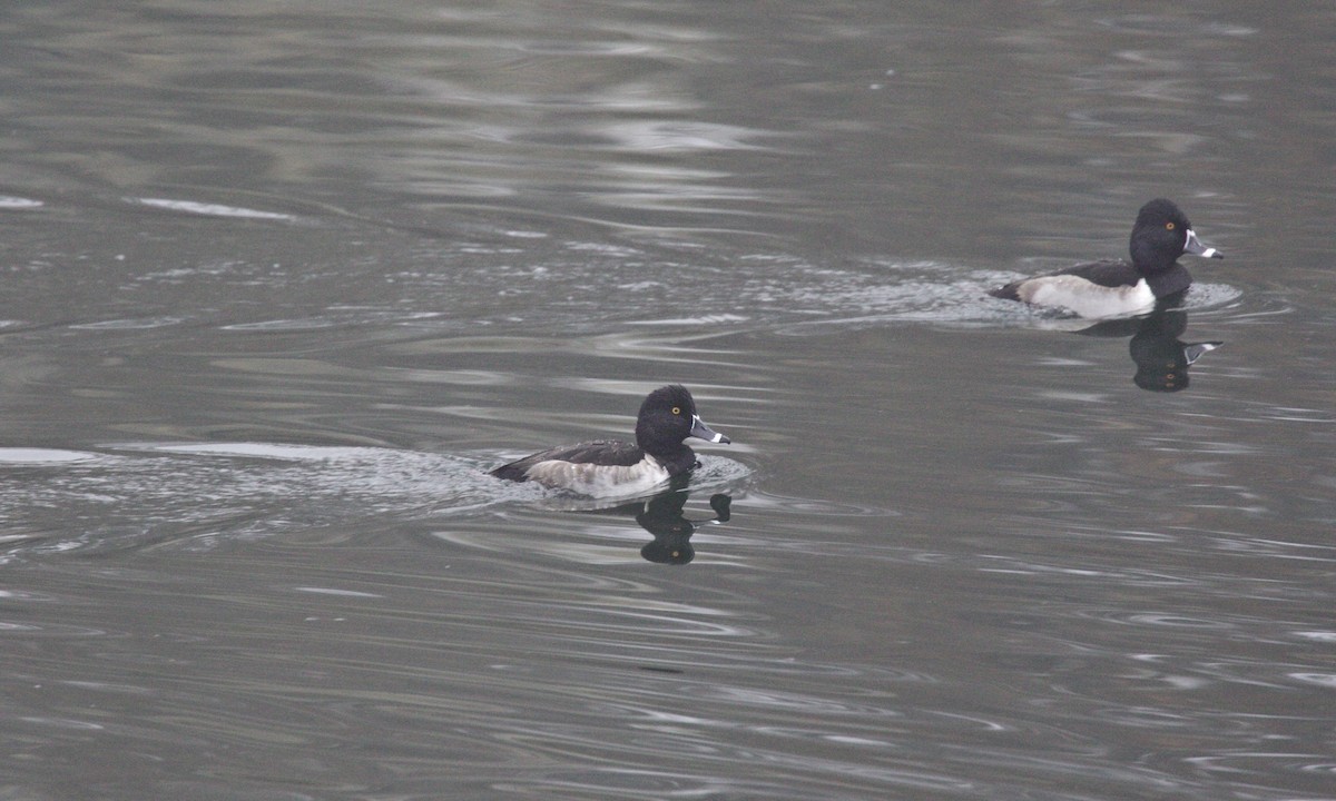 Ring-necked Duck - Dave Bengston