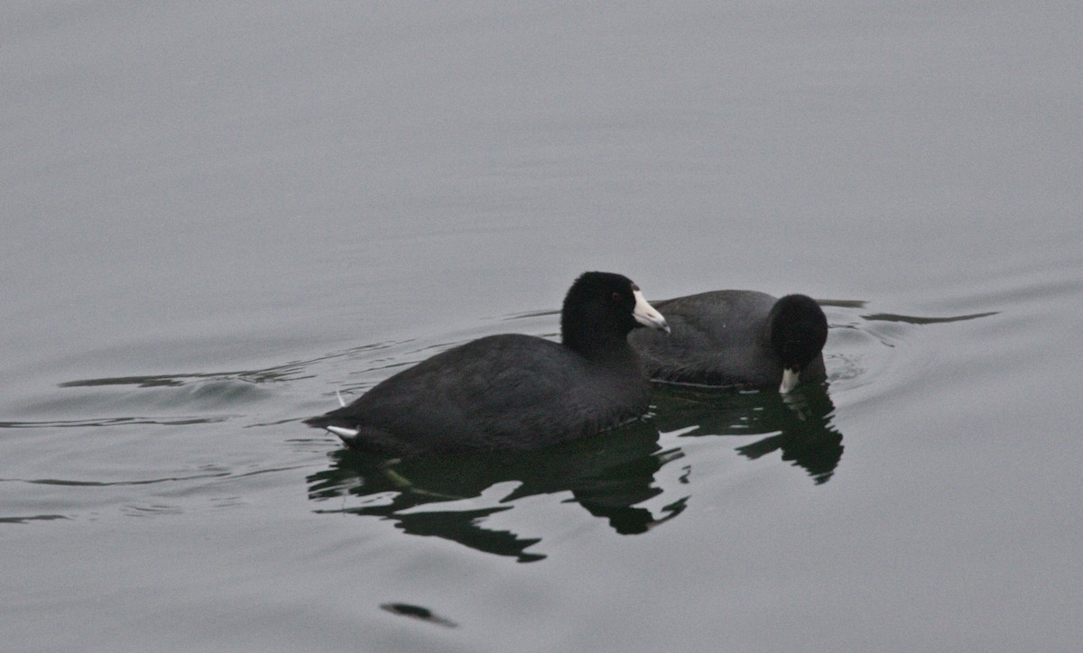 American Coot - Dave Bengston