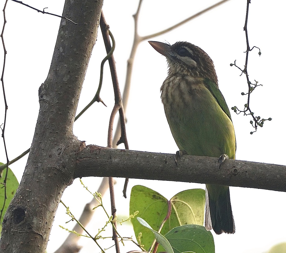 White-cheeked Barbet - ML75901571